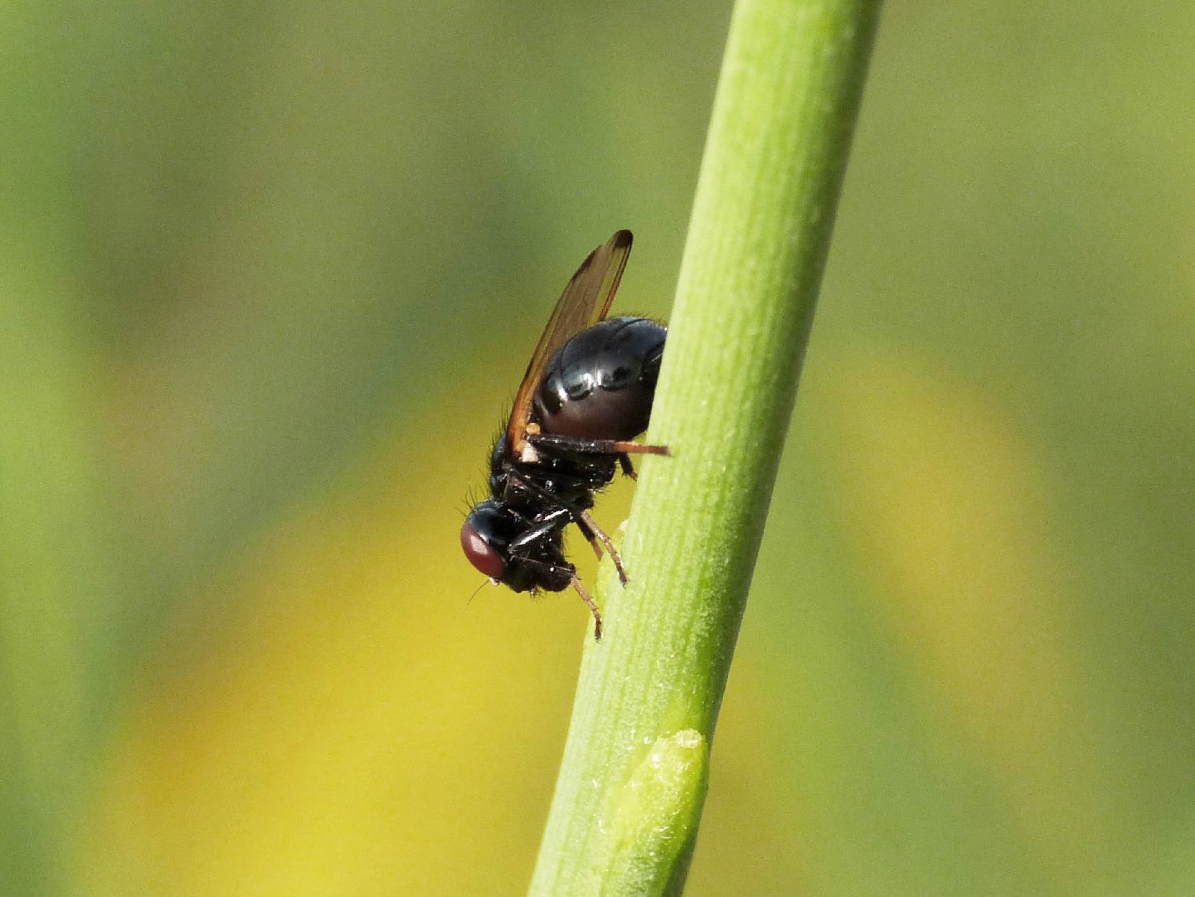 Mosca blu scura su ginestra. Sepsidae? No. Ulididia apicalis